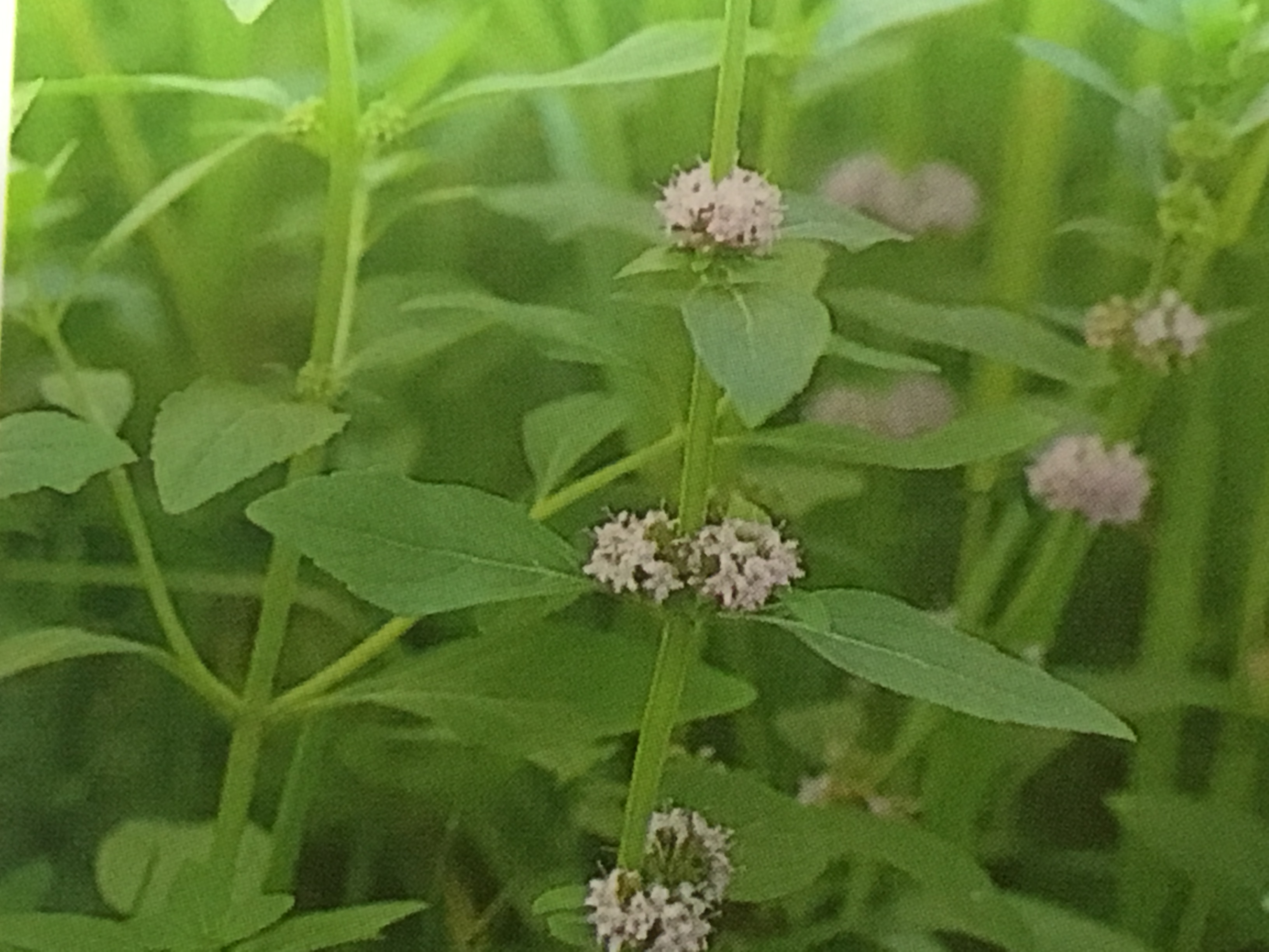 ハッカスプレーの簡単な作り方！夏マスクにも使えて大活躍、殺菌効果も？のイメージ