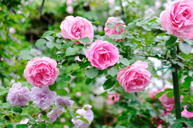 ローザンベリー多和田の魅力をご紹介!アクセスや気になる入園料はいくら?