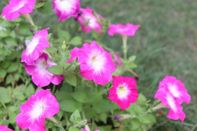 【実践編】ペチュニアの育て方！上手な管理のコツや栽培方法をご紹介！