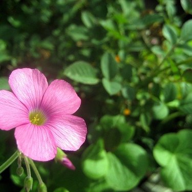 ゲンノショウコとは？日本の代表的な薬草の特徴や効果・効能を紹介！