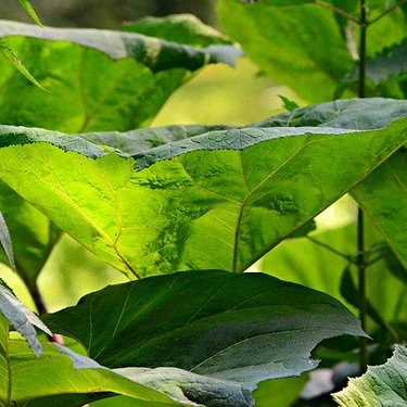 ふきの食べ方！あく抜きなど下処理方法やおすすめの食べ方・保存方法まで