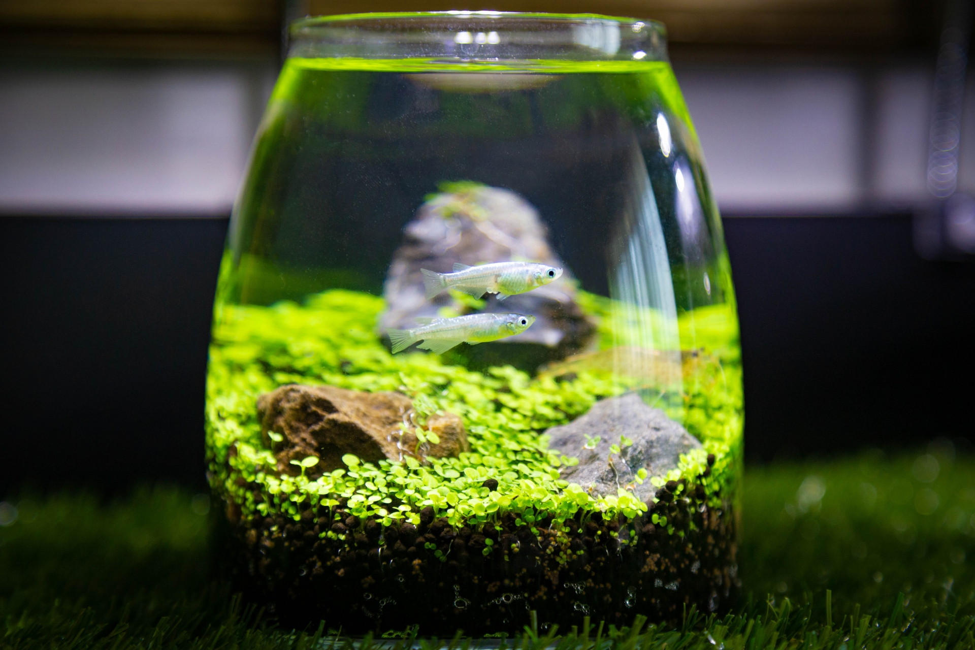 「水草の種」にはどんな種類がある?水槽で使用するのに育てやすい品種は?