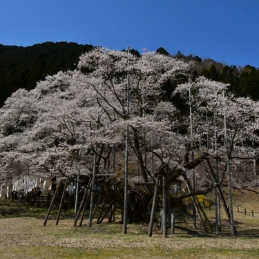 淡墨桜（うすずみさくら）とは？岐阜県根尾谷にある桜の概要・魅力を紹介！