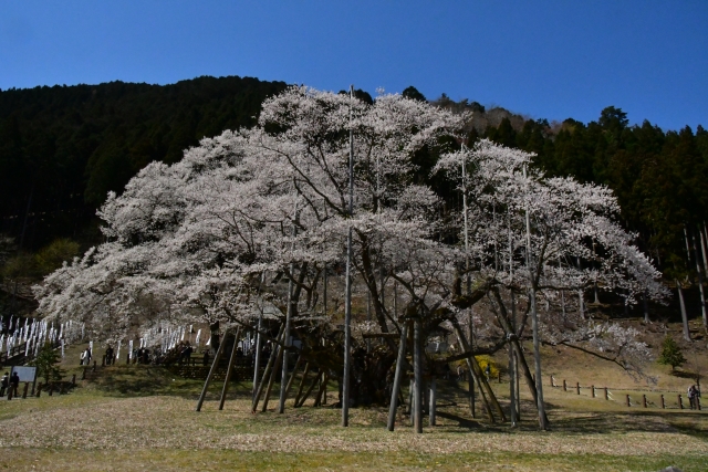 淡墨桜(うすずみさくら)とは?岐阜県根尾谷にある桜の概要・魅力を紹介!