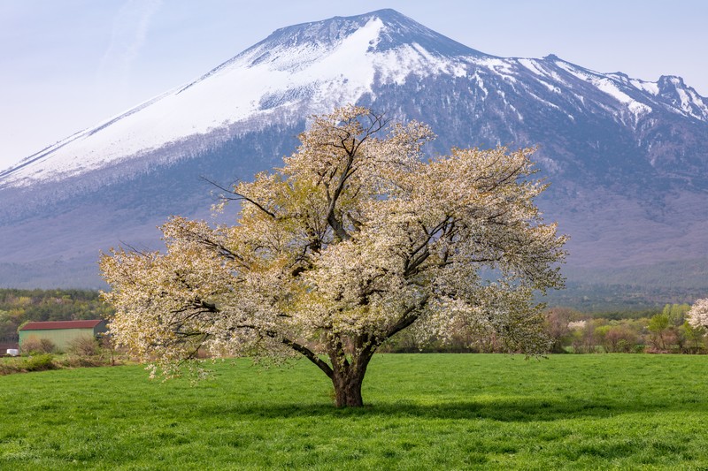 「わに塚の桜」とは？山梨県にある桜の名所の魅力・見頃の時期をご紹介！