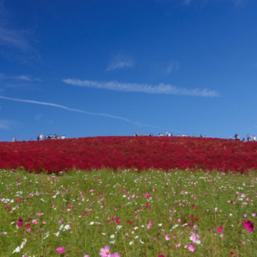 【関東】秋に訪問すべきお花畑12選！9〜11月頃が開花時期となる絶景・名所は？