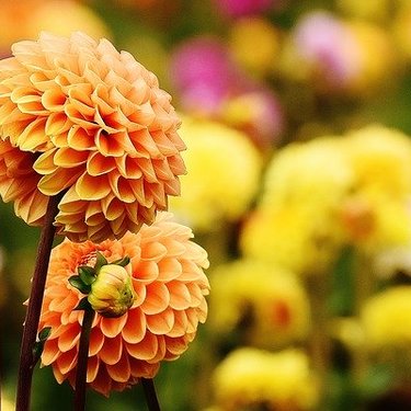 【関西】秋に訪問すべきお花畑12選！9〜11月頃が開花時期となる絶景・名所は？