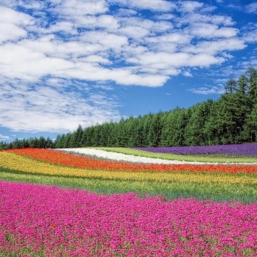 【北海道】秋に訪問すべきお花畑7選！9〜11月頃が開花時期となる絶景・名所は？