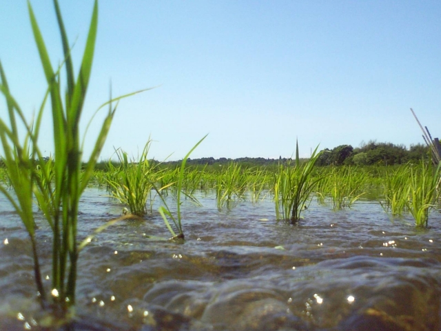 水管理のやり方は？田んぼの中干しの目的や年間管理についてご紹介！
