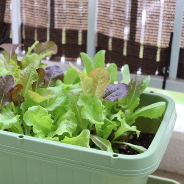 9月に植える・植えられる野菜6選！夏の終りに植え始めるべき野菜は？