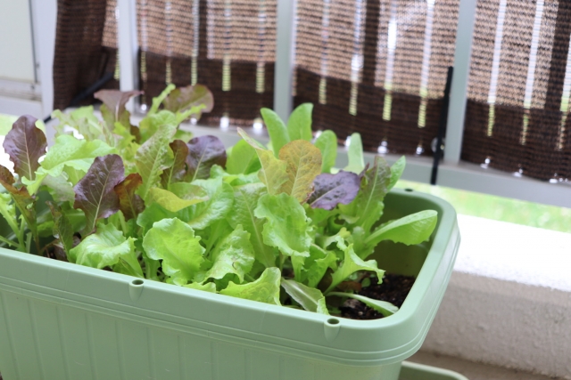9月に植える・植えられる野菜6選!夏の終りに植え始めるべき野菜は?