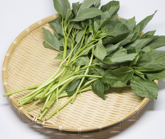 モロヘイヤの茎は食べられる?絶対に知っておくべき毒性と食べ方の注意点!のイメージ