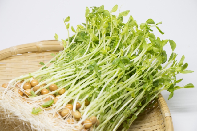 豆苗は生でも食べられる？サラダなど生食でもおいしい4つの食べ方を紹介！