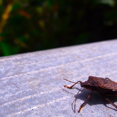 カメムシの天敵は？駆除したいときの対策として天敵を利用することは可能？