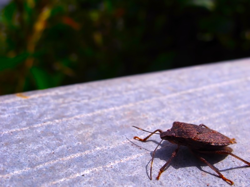 カメムシの天敵は?駆除したいときの対策として天敵を利用することは可能?のイメージ