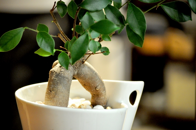 ガジュマルの植え替え!根腐れ・根詰まりさせないための時期の見分け方は?