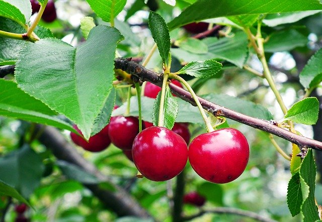 群馬で人気のさくらんぼ狩りスポット12選!都内からも行きやすいおすすめは?