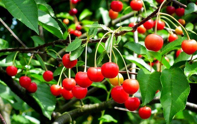 栃木で人気のさくらんぼ狩りスポット5選!宇都宮・那須近辺のおすすめは?のイメージ