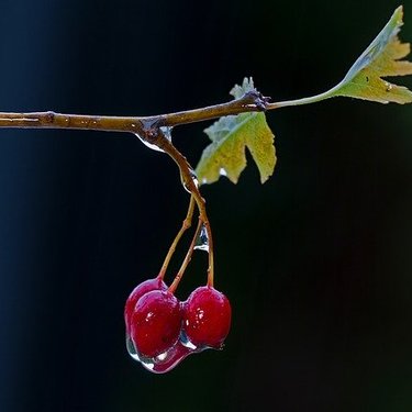 サンザシってどんな植物？驚くべき効能やおすすめの食べ方・摂取方法を紹介！