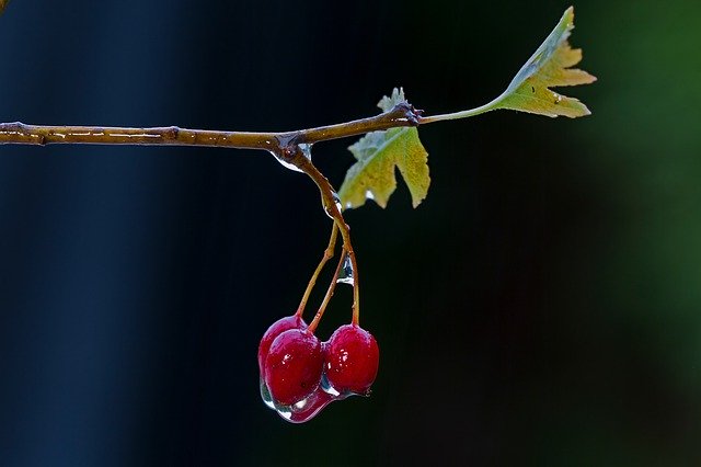 サンザシってどんな植物?驚くべき効能やおすすめの食べ方・摂取方法を紹介!