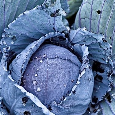 青色の野菜って実在する？青・水色の野菜が珍しい理由や実在する2種類を紹介