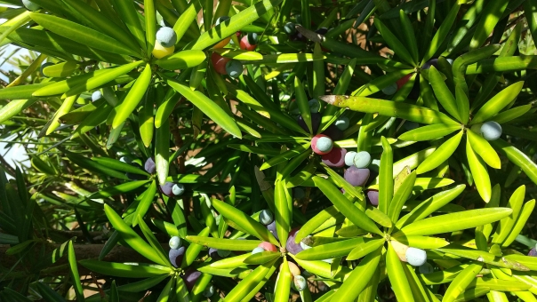 イヌマキの実は食べられる?どんな味?毒性は?効果や食べ方まで紹介!