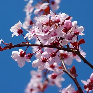 アーモンドの花ってどんなの？桜の花に似ている？その特徴や見分け方を紹介