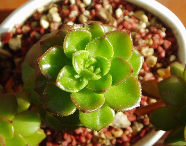 スリット鉢にスリットがある理由は?メリットや植物への効果を徹底解説!