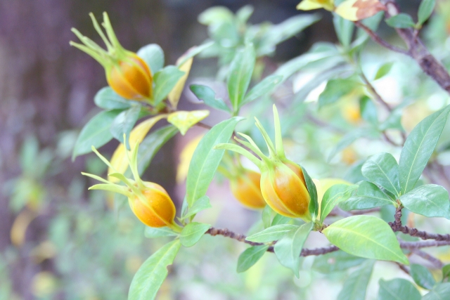 クチナシ色素とは?食品添加物にも使用される背景や効果・使われ方を紹介!