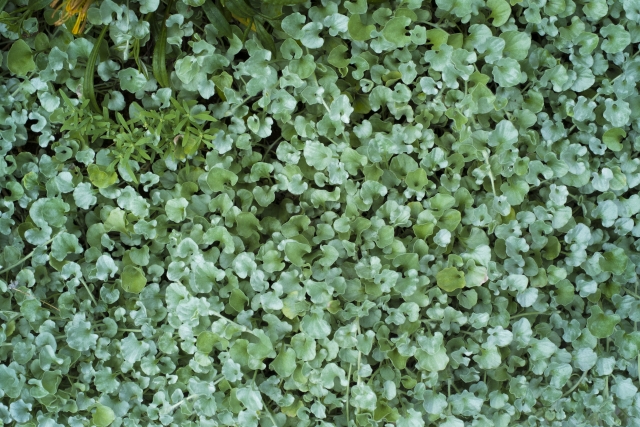 庭に植えてはいけないグランドカバー5選!管理が大変で手間のかかる植物は?