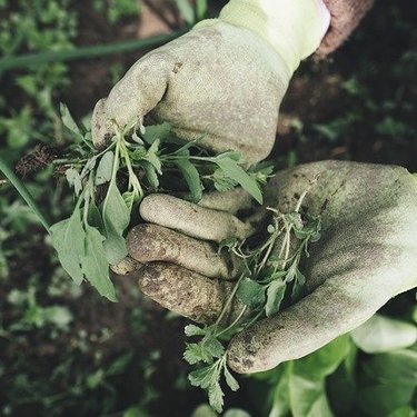 「テデトール」その意味とは？雑草・害虫を手で取るときに使えるグッズも紹介