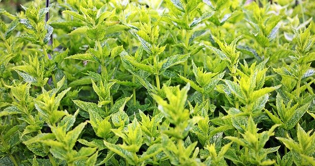 ミントテロを起こしうる植物14選!地下茎の増殖・繁殖力の危険性を知ろう!