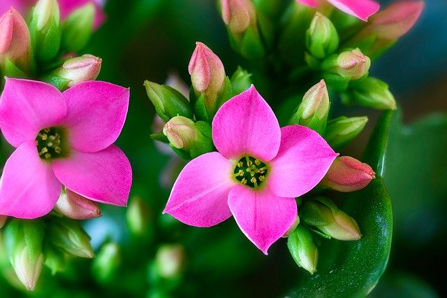 12月1日の誕生花は何?特徴や花言葉・誕生石にゆかりの有名人もご紹介!