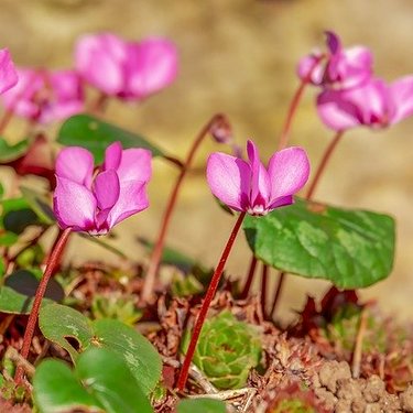 12月7日の誕生花は？花色ごとの花言葉・誕生石に記念日もご紹介！