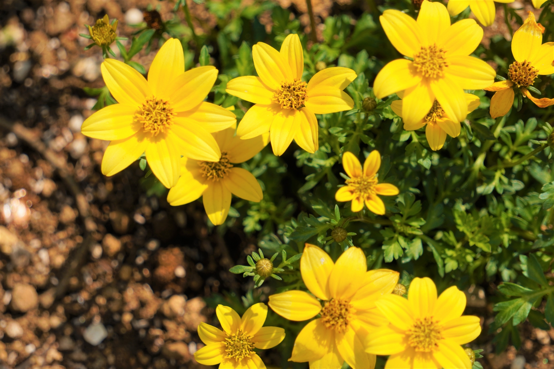 12月8日の誕生花！特徴・花言葉や誕生石に記念日もご紹介！