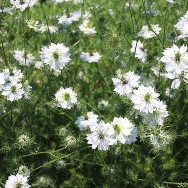 ほったらかしで毎年咲く花30選！植えっぱなしでも毎年開花する花々を紹介！