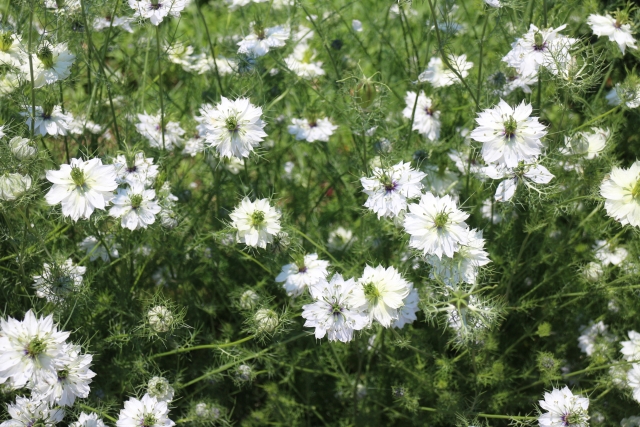 ほったらかしで毎年咲く花30選!植えっぱなしでも毎年開花する花々を紹介!