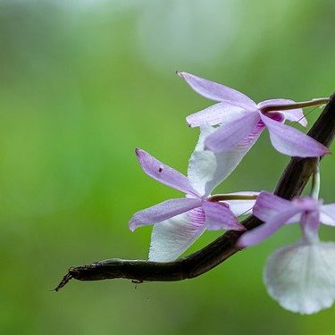 12月11日の誕生花とは？特徴・花言葉や誕生石にゆかりの有名人も！