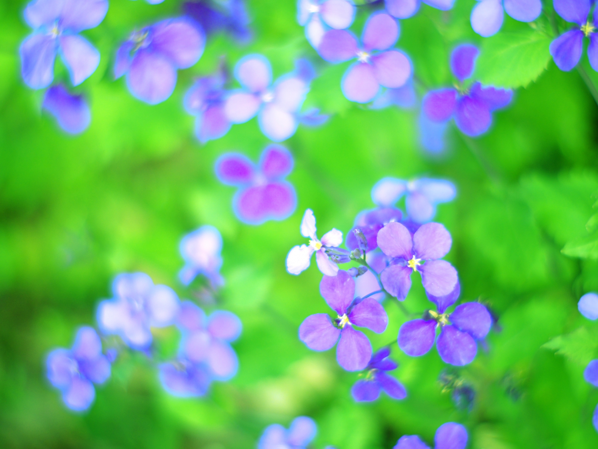 12月12日の誕生花！特徴や育て方・誕生石に記念日もご紹介！