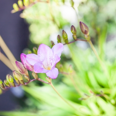 12月17日の誕生花は何？色ごとの花言葉や誕生石・記念日もご紹介！