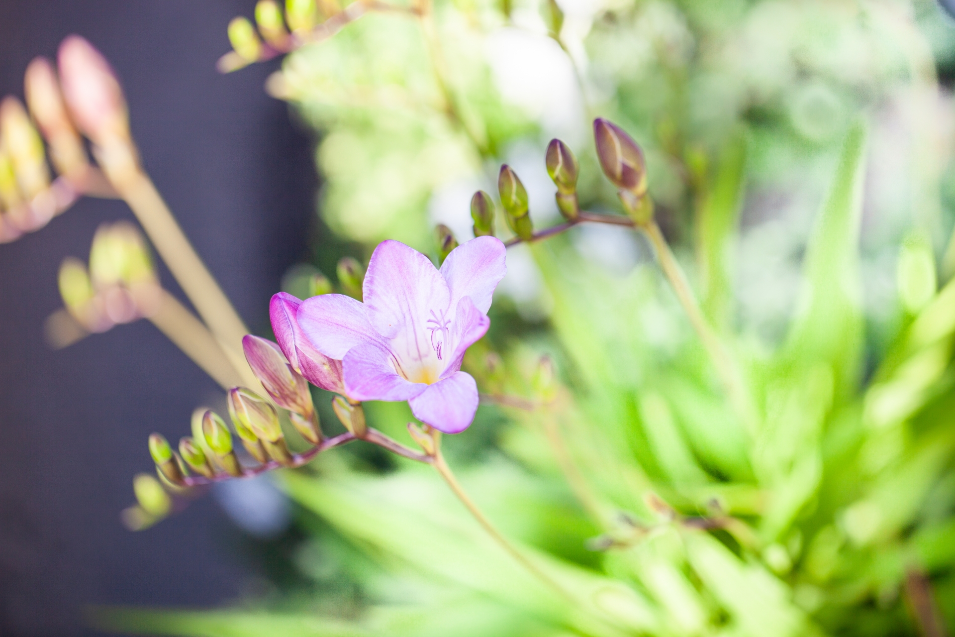 12月17日の誕生花は何?色ごとの花言葉や誕生石・記念日もご紹介!