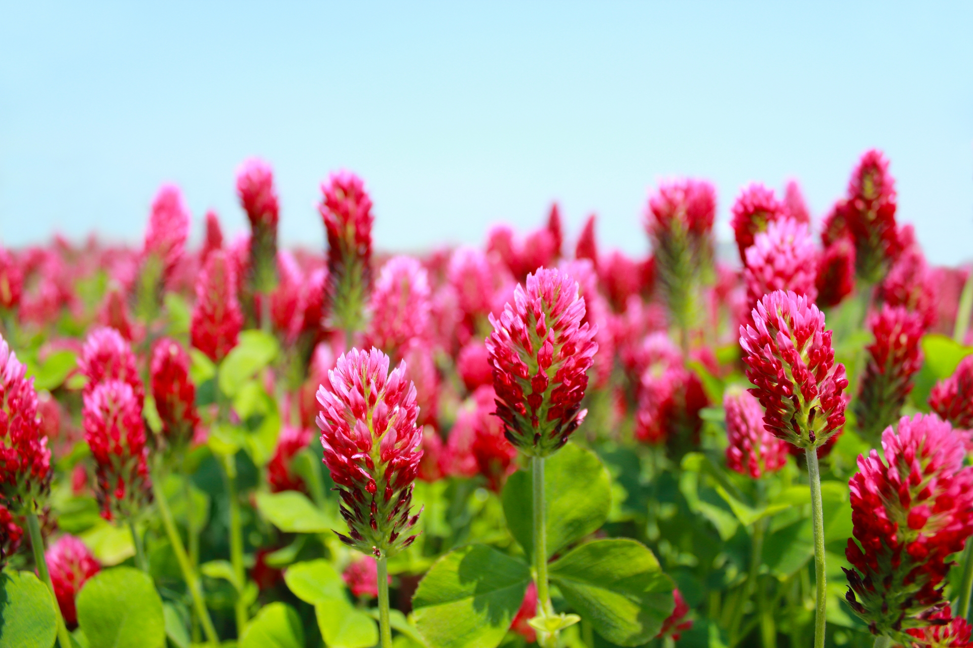 12月19日の誕生花！特徴や育て方・誕生石に記念日もご紹介！