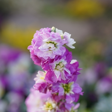 12月21日の誕生花は何？花色ごとの花言葉・誕生石に記念日もご紹介！