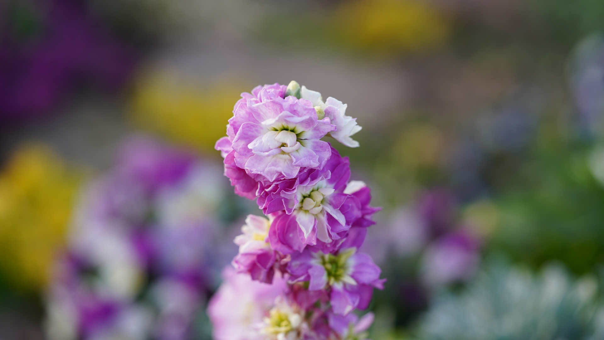 12月21日の誕生花は何？花色ごとの花言葉・誕生石に記念日もご紹介！