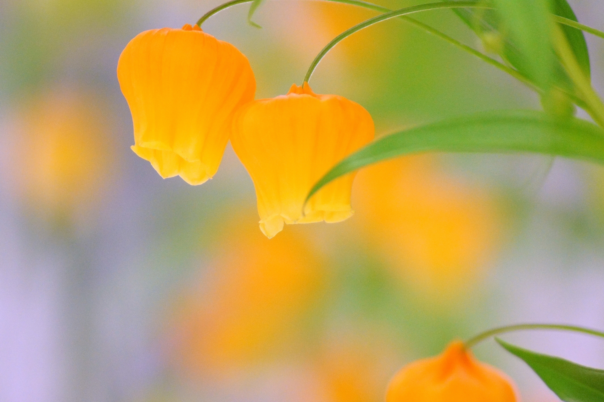 12月24日の誕生花は？名前の由来や花言葉・育て方をご紹介！