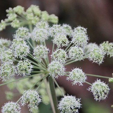 12月28日の誕生花は？花言葉や育て方・誕生石に記念日もご紹介！