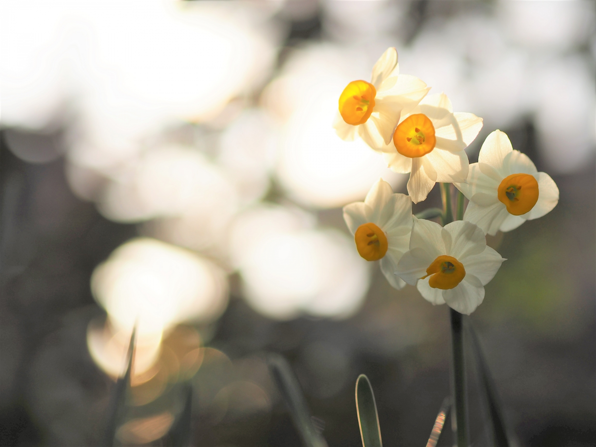 12月29日の誕生花！神話にちなんだ花言葉・誕生石もご紹介