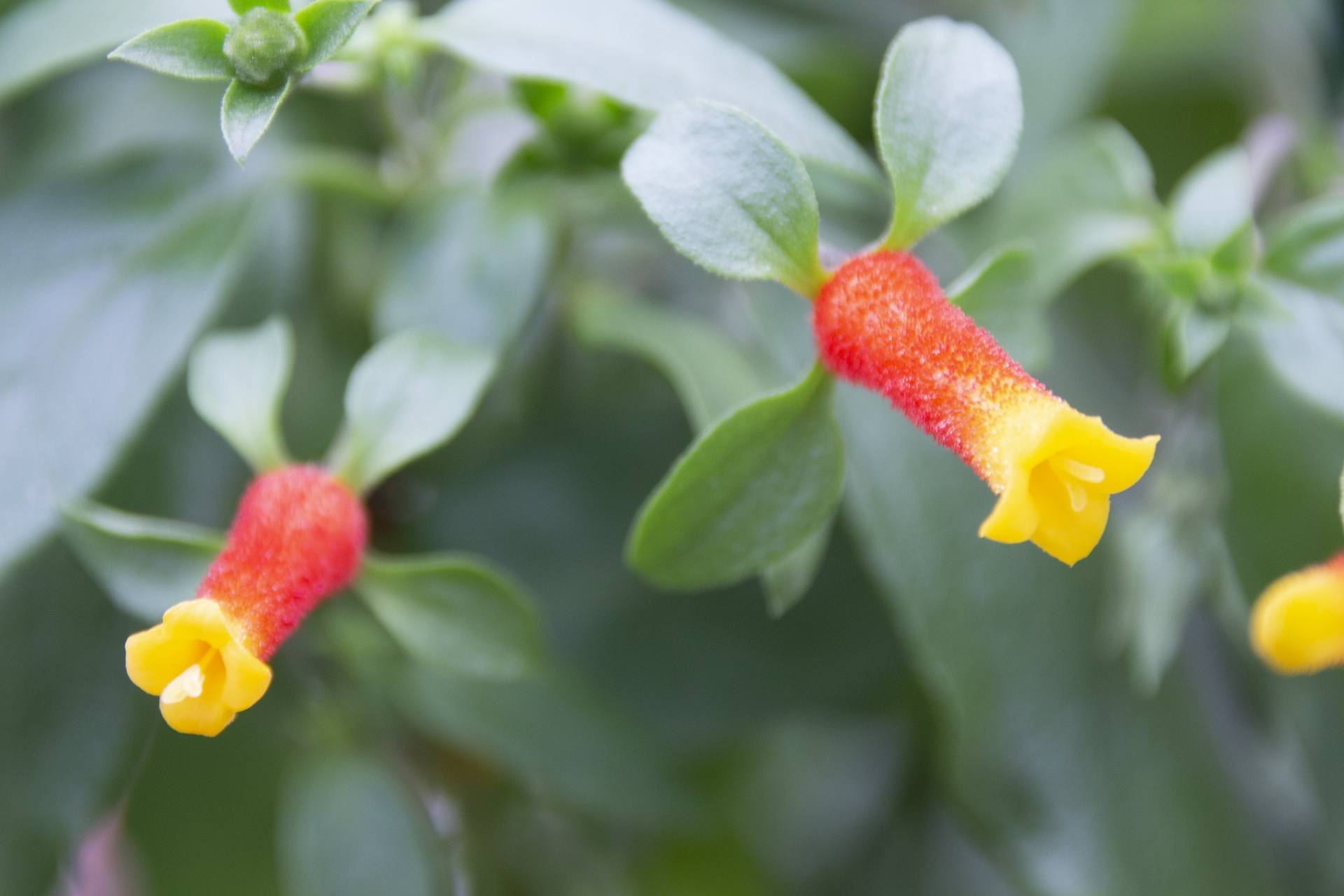 12月30日の誕生花は？特徴や育て方・誕生石に記念日もご紹介！