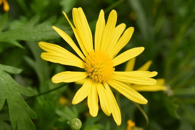 12月31日の誕生花！特徴・花言葉や誕生石に記念日もご紹介