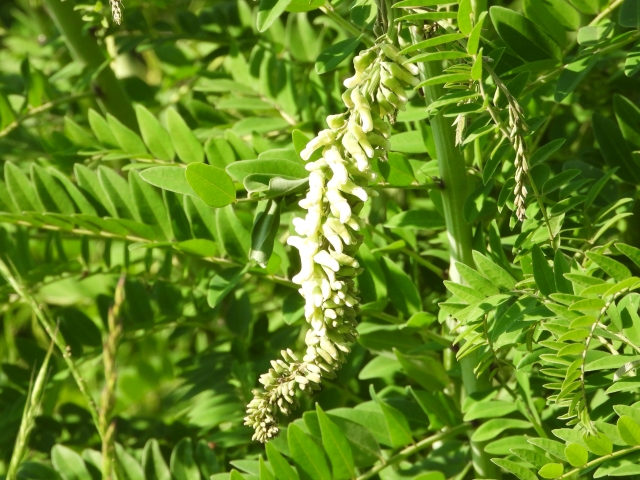 クララとはどんな植物?名前の由来・花言葉や効能などの特徴を解説!
